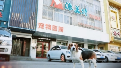 派美特宠物医院连锁机构